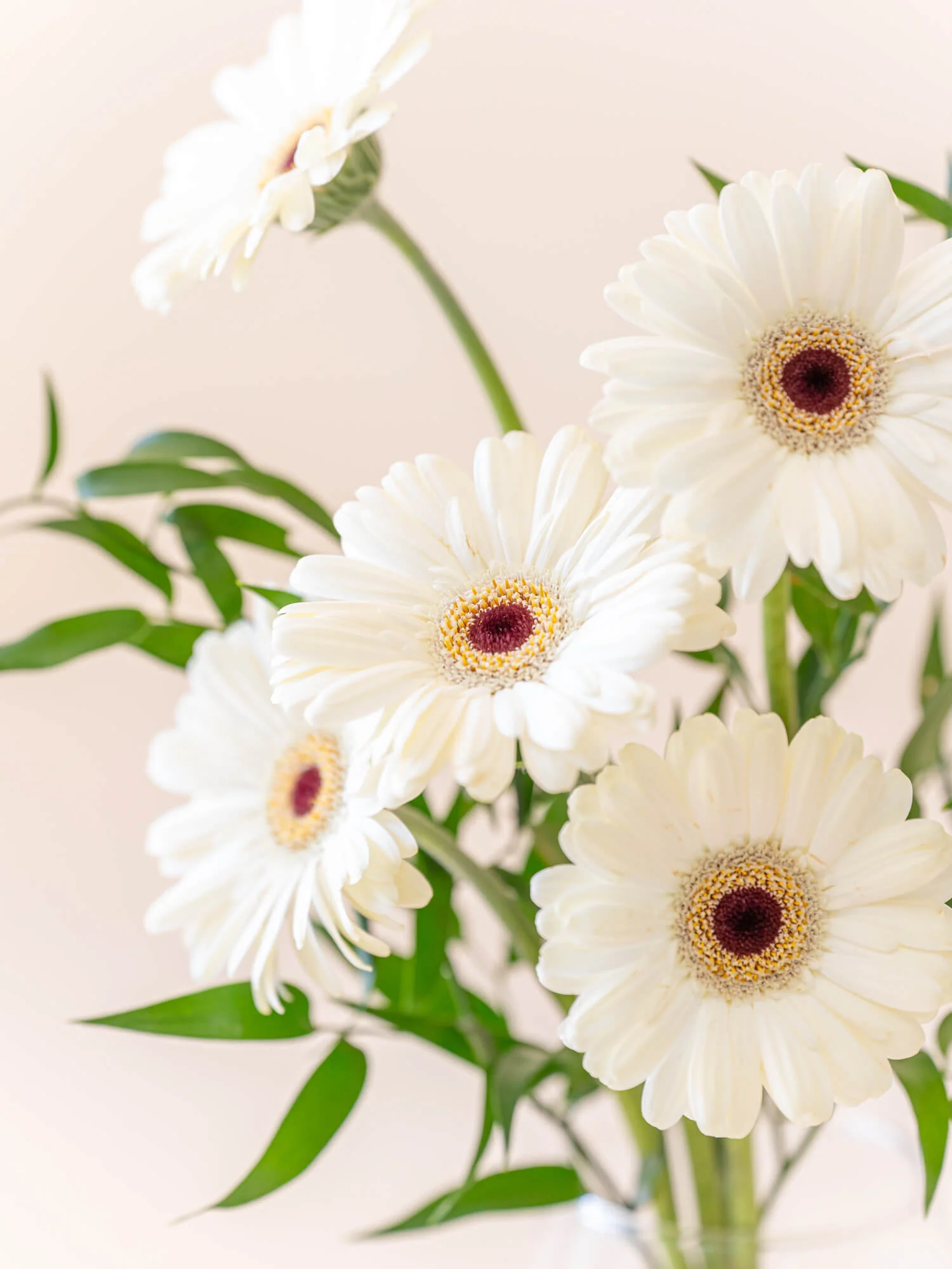 ガーベラの花束 5本 - ホワイト - - Image 5