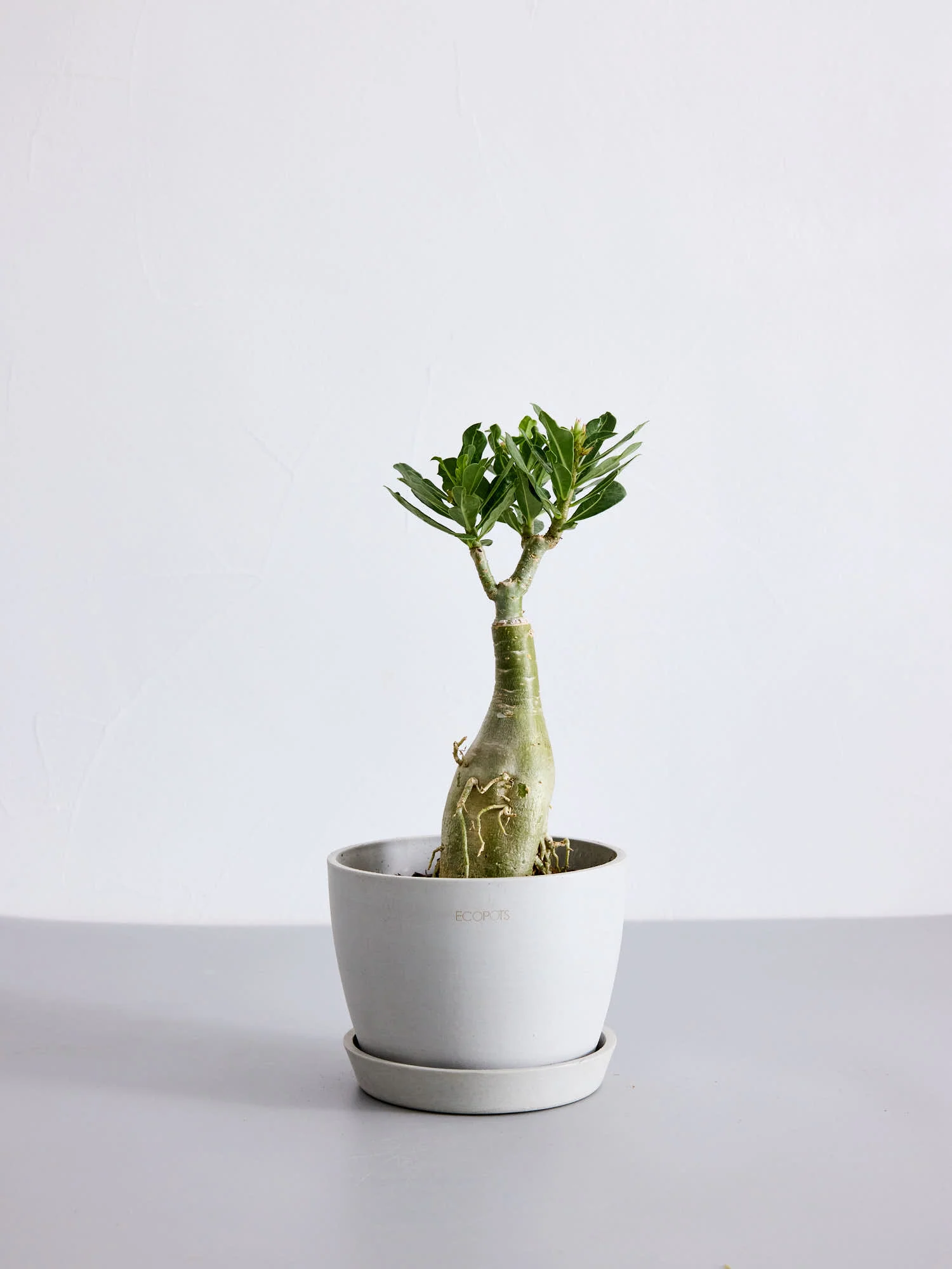 アデニウム・オベスム Table-L - Image 7