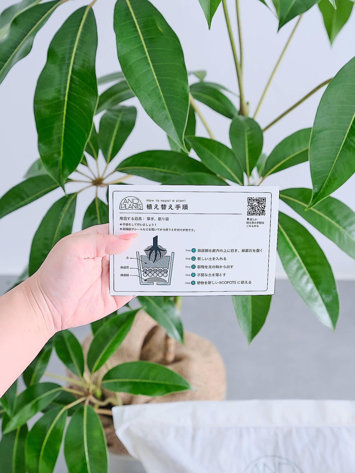 アンドプランツ植え替えセット S - Image 5