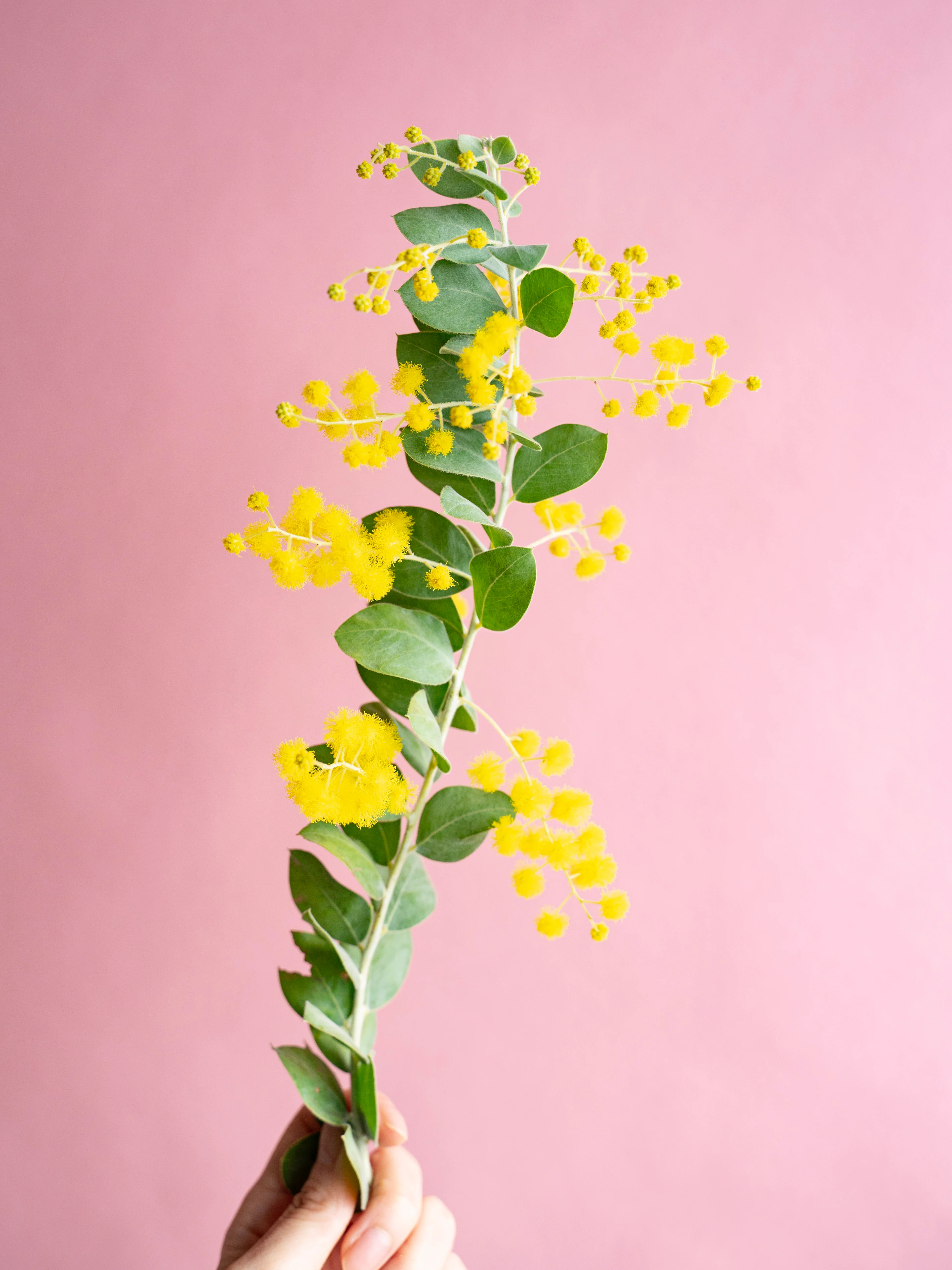 【1/28〜2/1到着】パールアカシア 花付き 4本 - Image 6