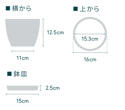 ベゴニア・マクラータ Table-L - Image 17