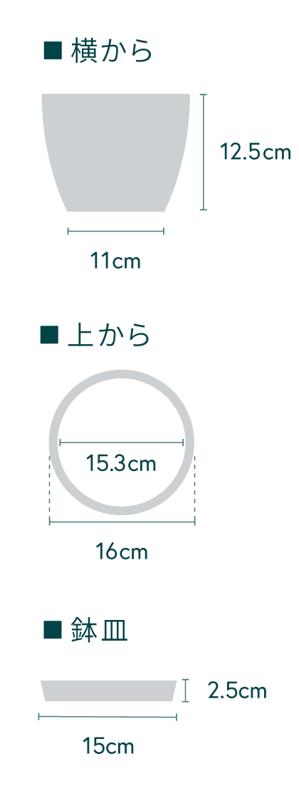 ベゴニア・マクラータ Table-L - Image 18