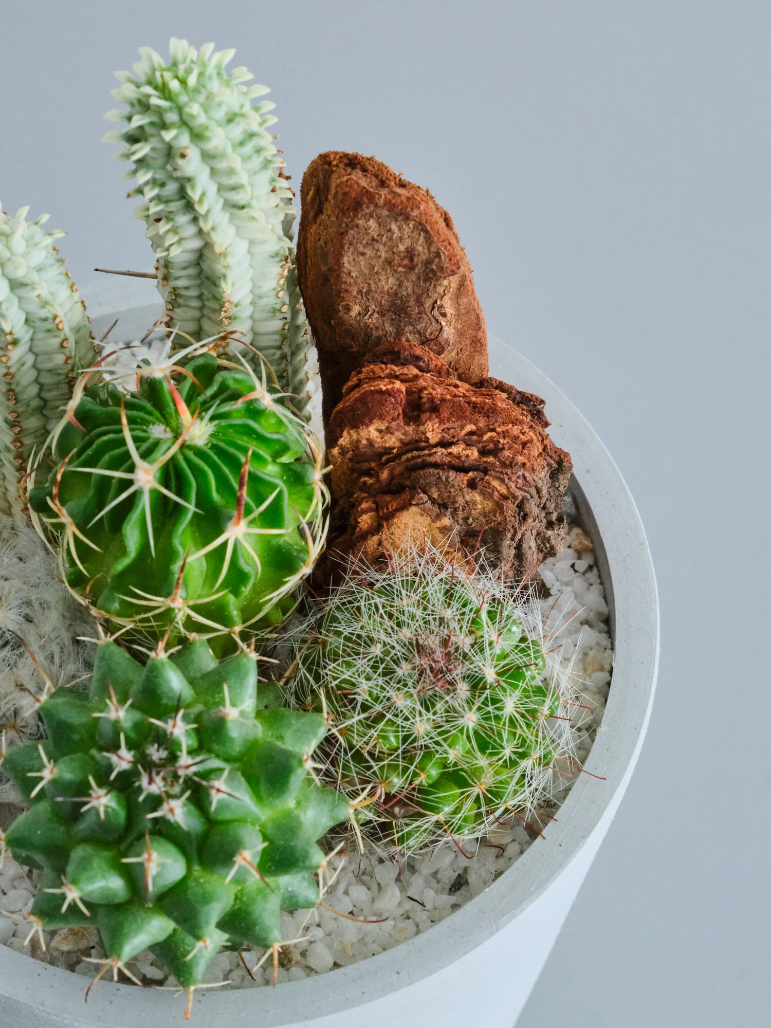 サボテンの寄せ植え Table-S - Image 12