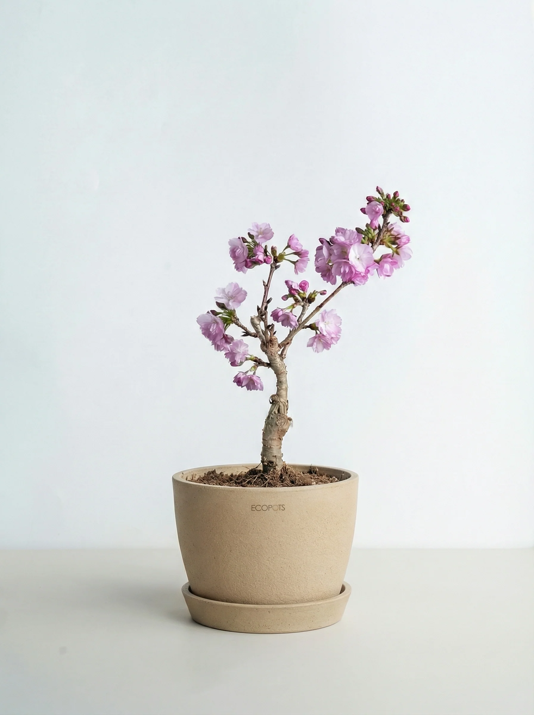 サクラ Table-L - Image 4
