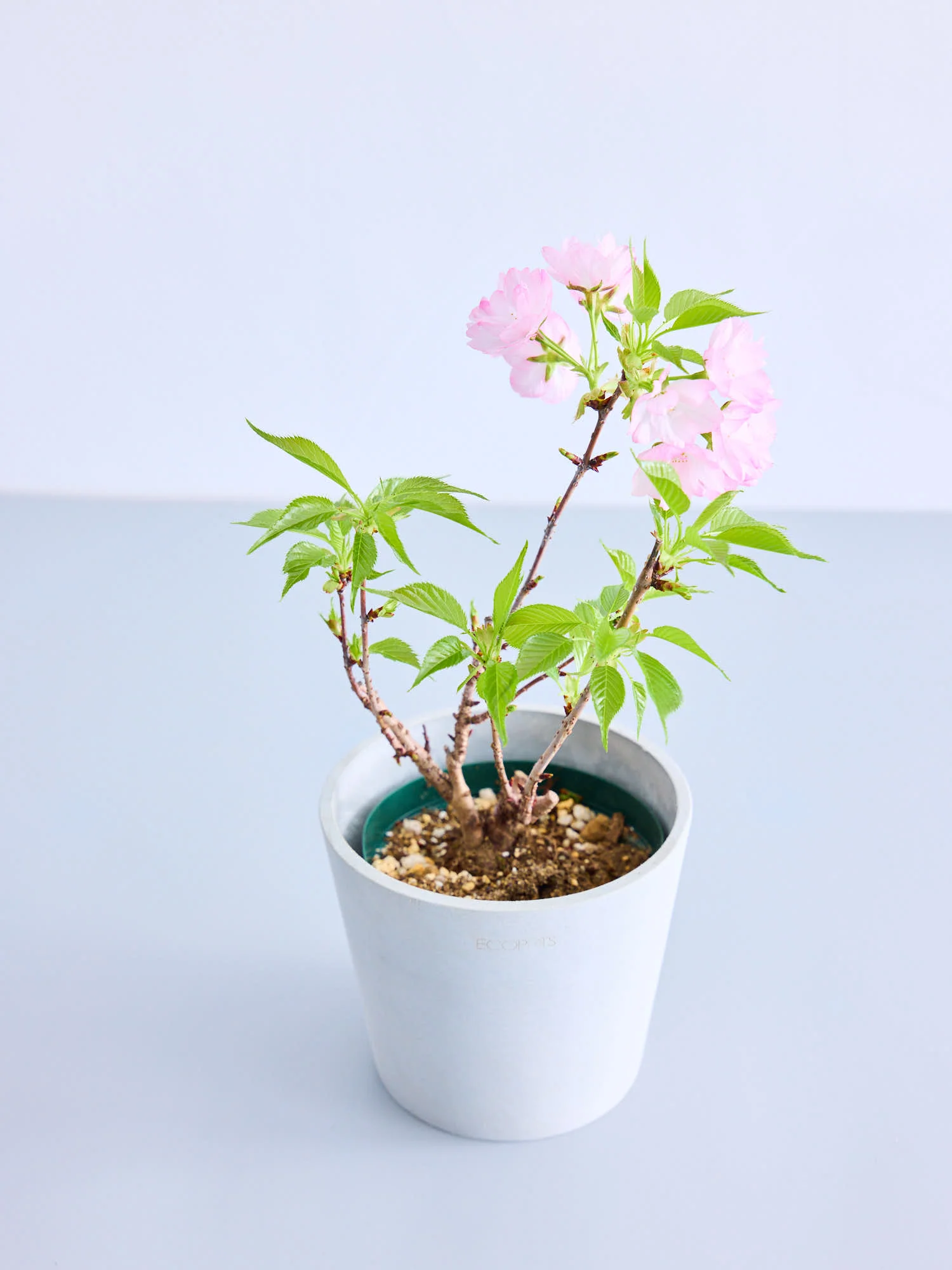 サクラ Lite Table-M - Image 16