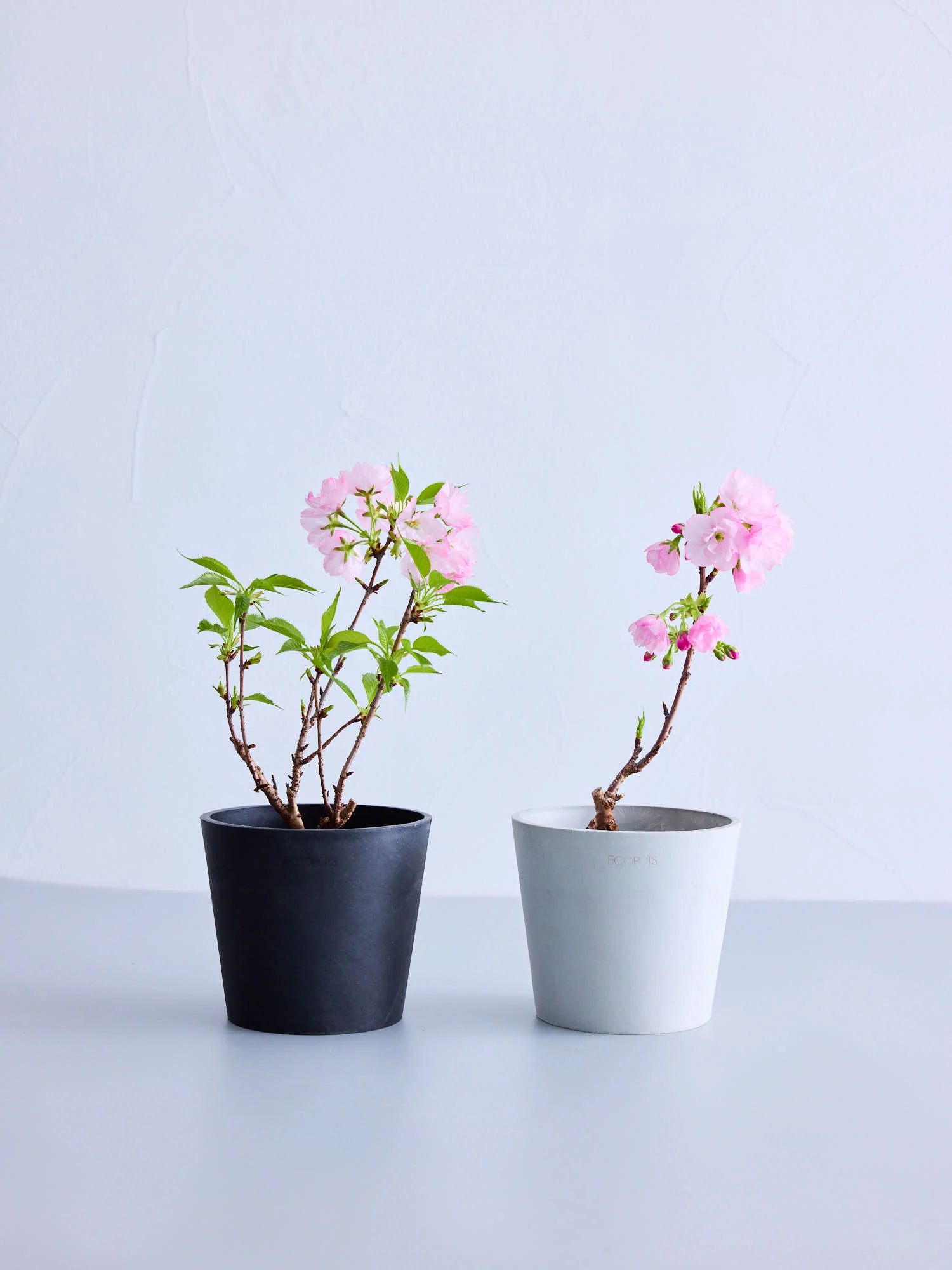 サクラ Lite Table-M - Image 8