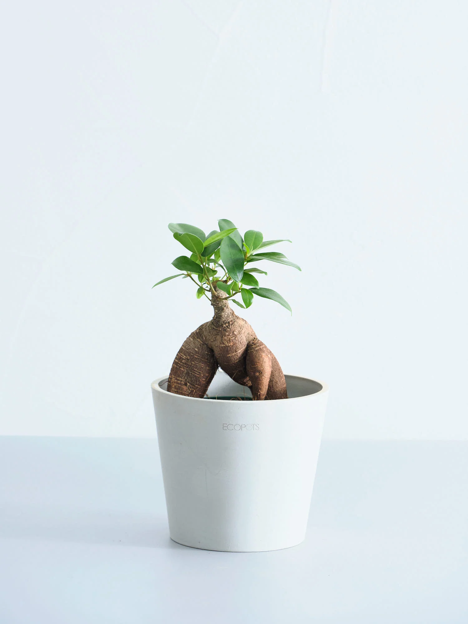 ガジュマル Table-M - Image 7