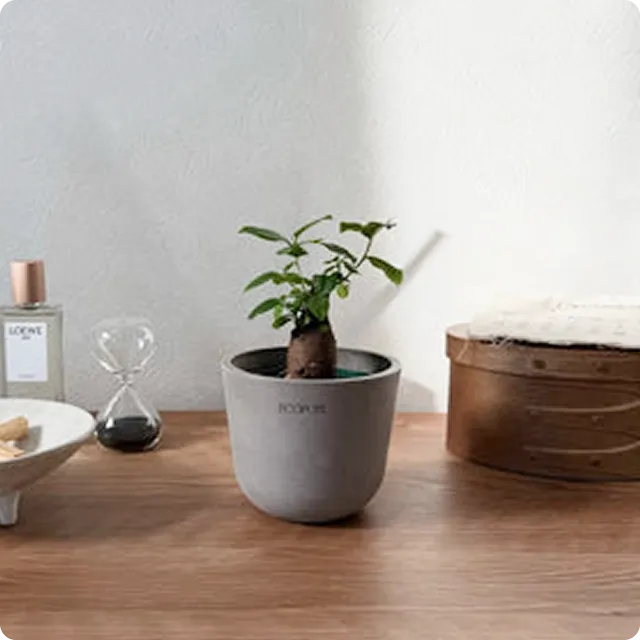 ガジュマル Table-S - Image 32