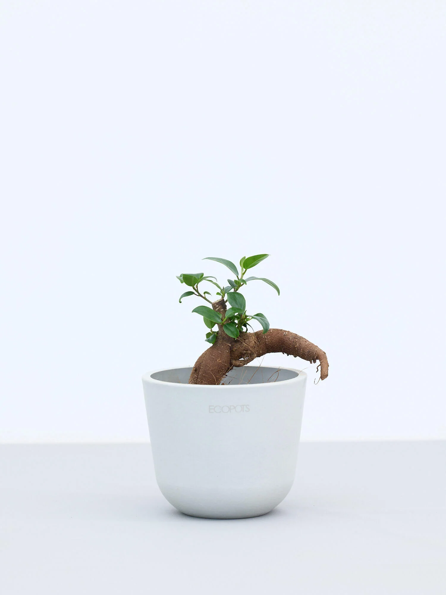 ガジュマル Table-S - Image 4