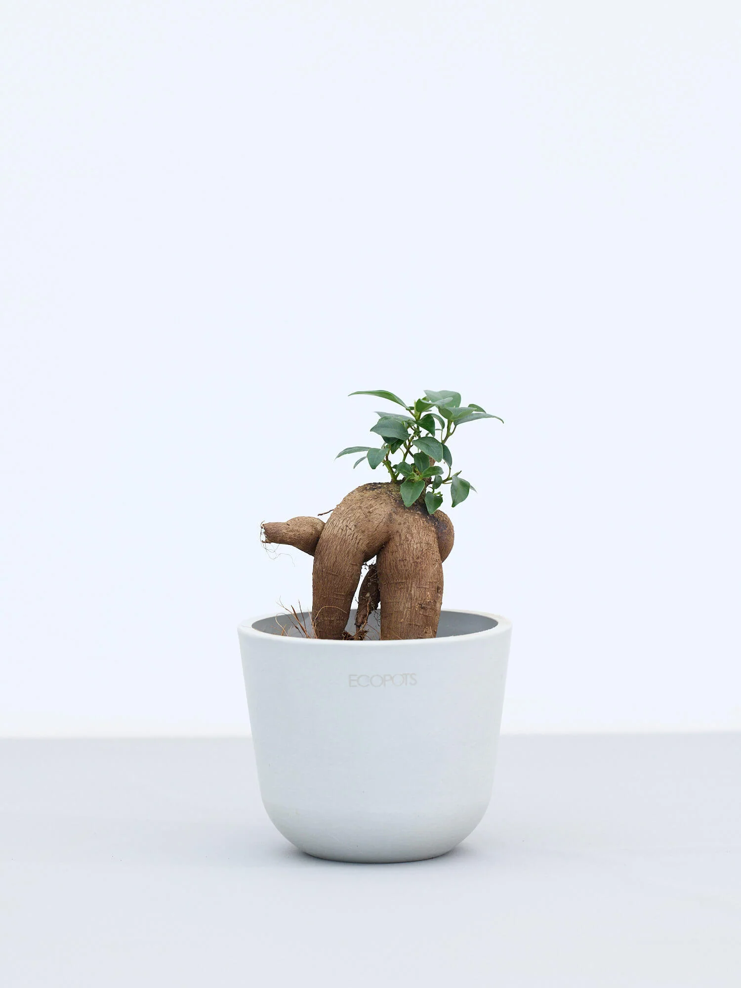 ガジュマル Table-S - Image 5