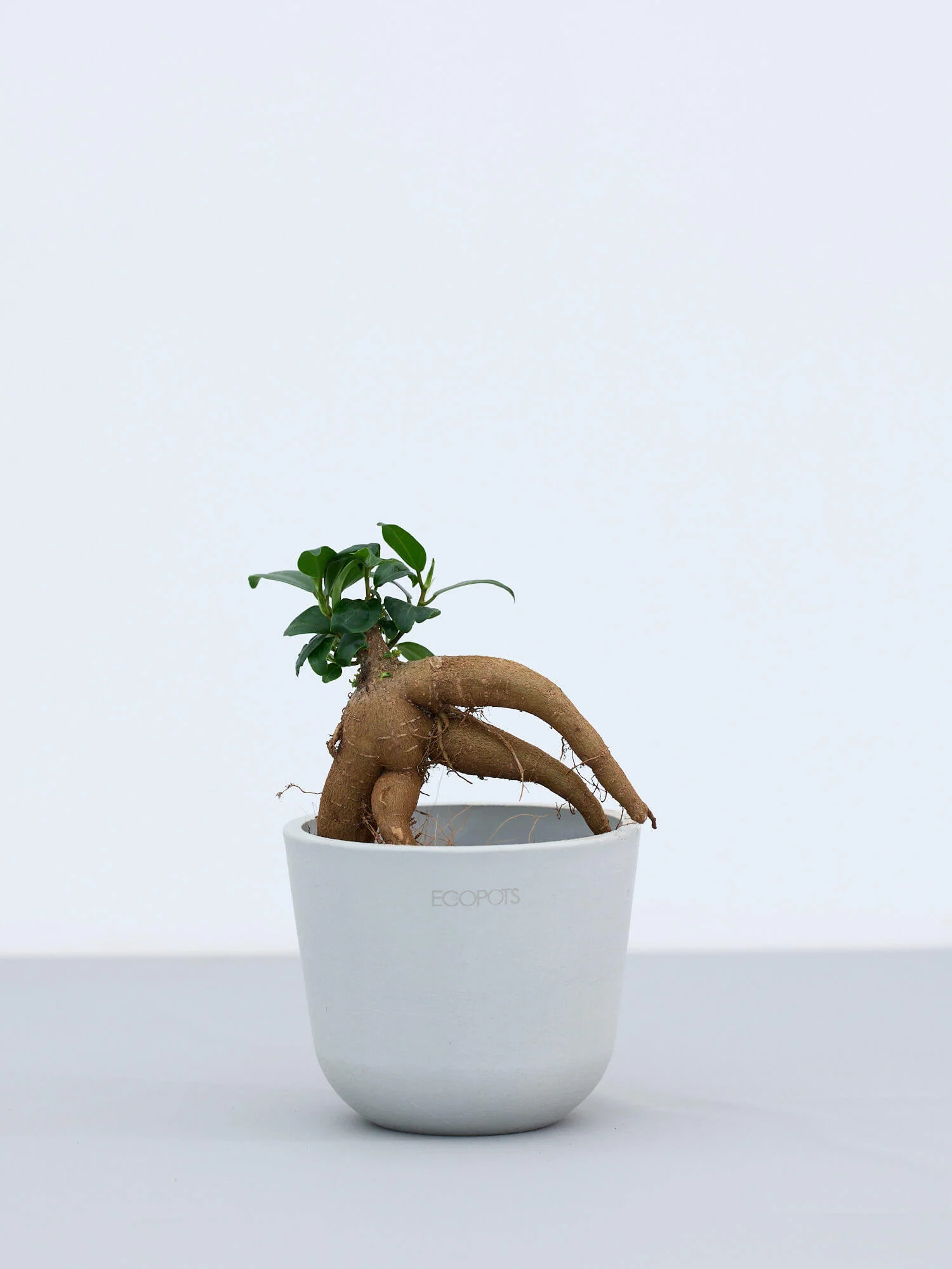 ガジュマル Table-S - Image 6