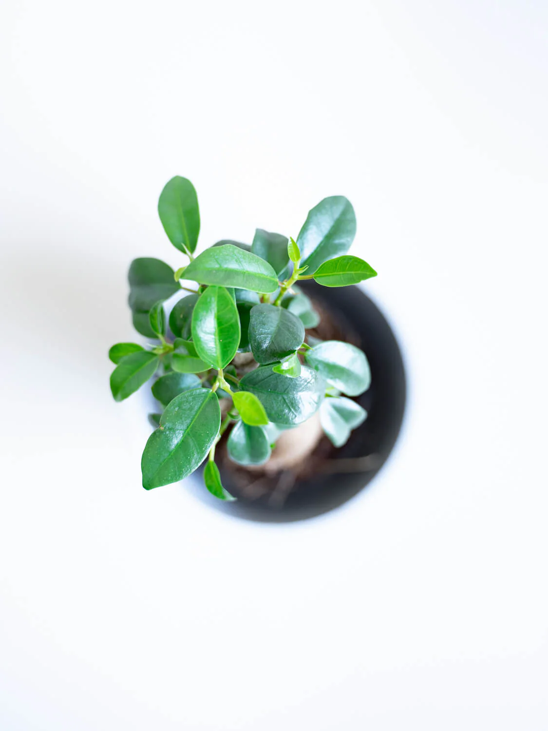 ガジュマル Table-S - Image 7