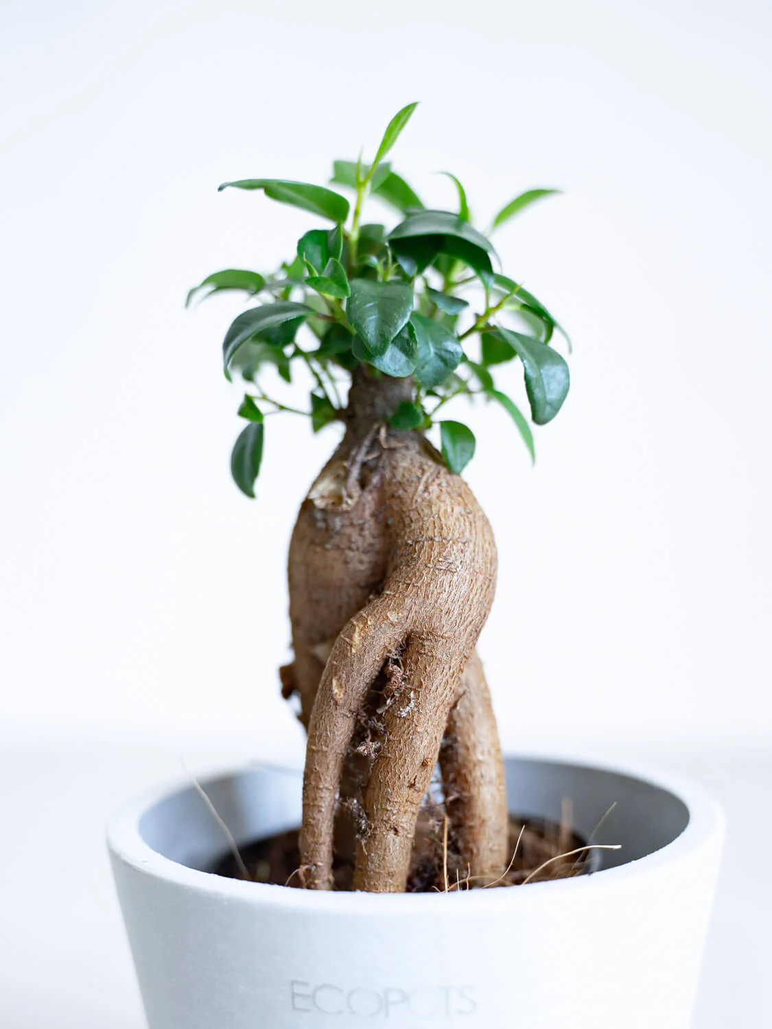 ガジュマル Table-S - Image 8