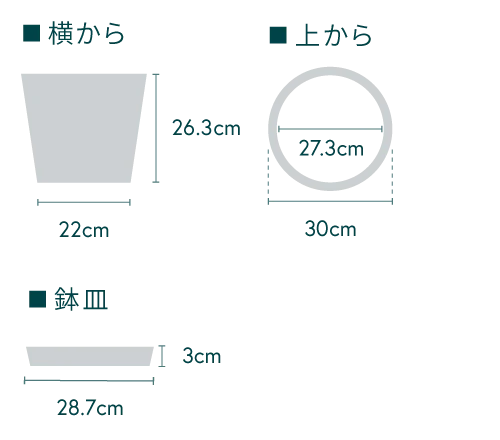 ガジュマル L - Image 15