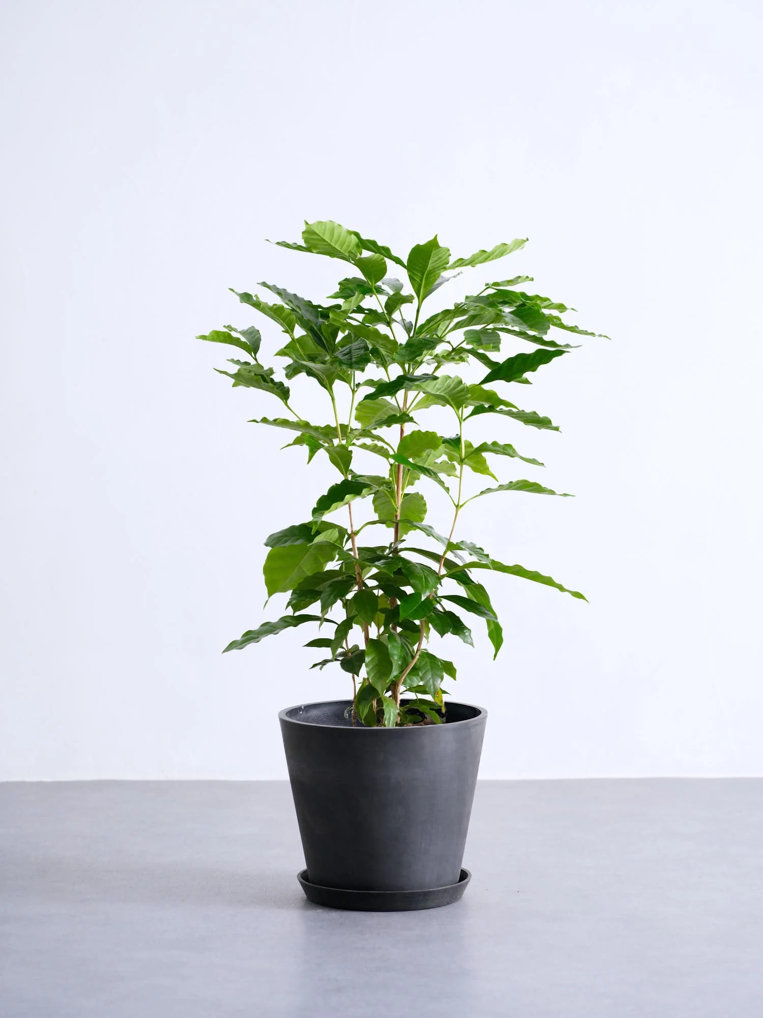コーヒーの木 M - Image 4