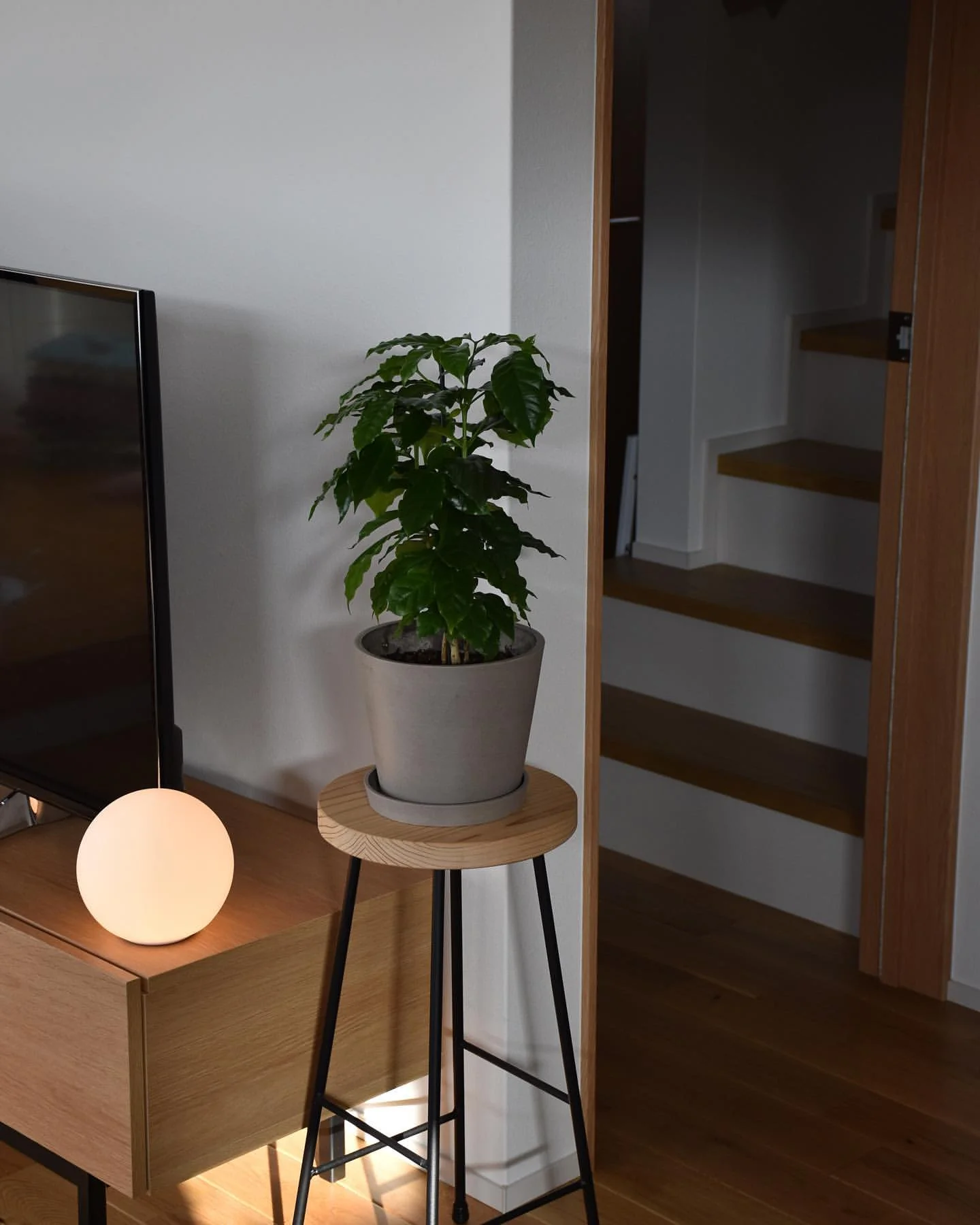 コーヒーの木 S - Image 19