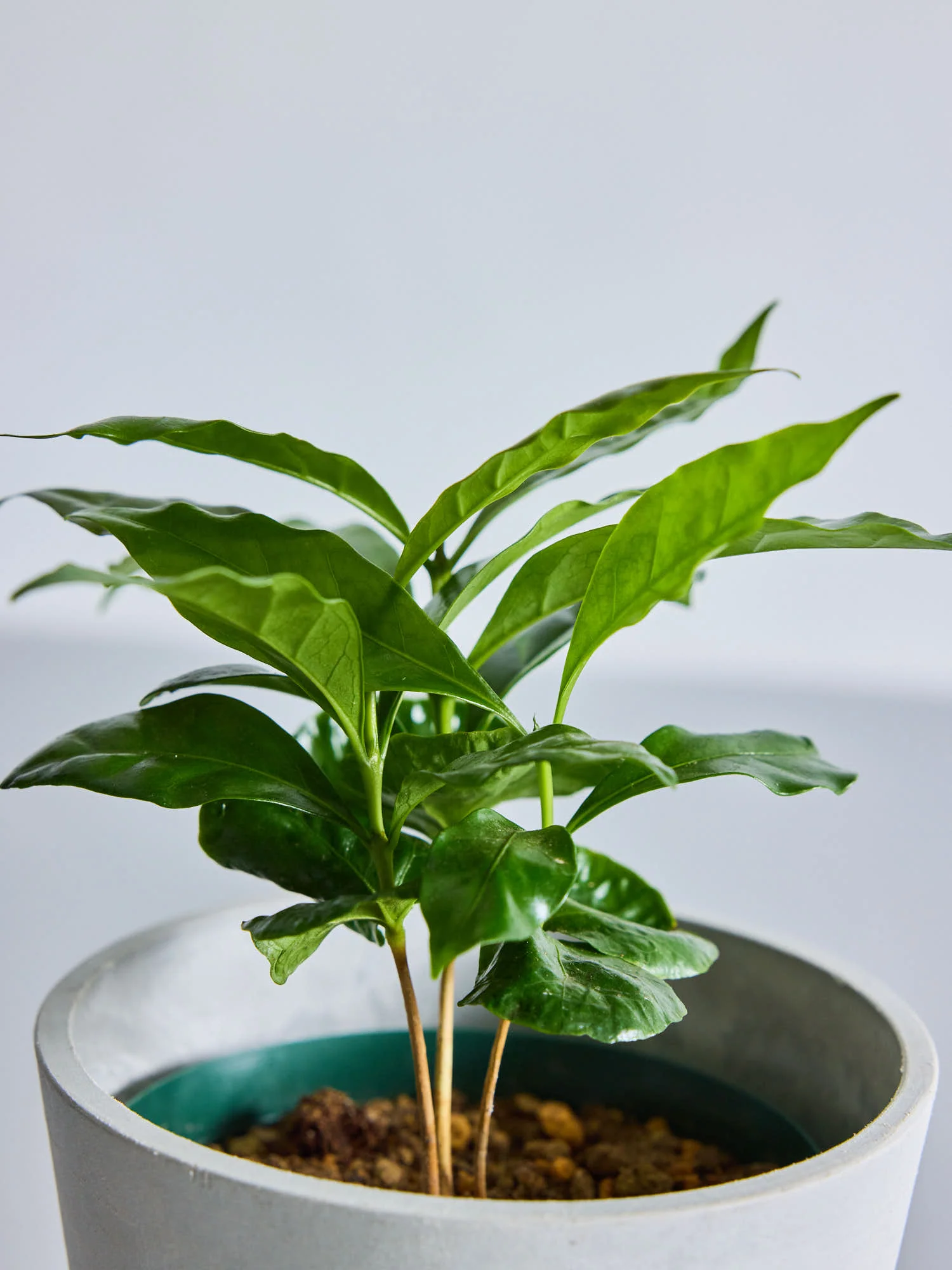 コーヒーの木 Table-M - Image 11
