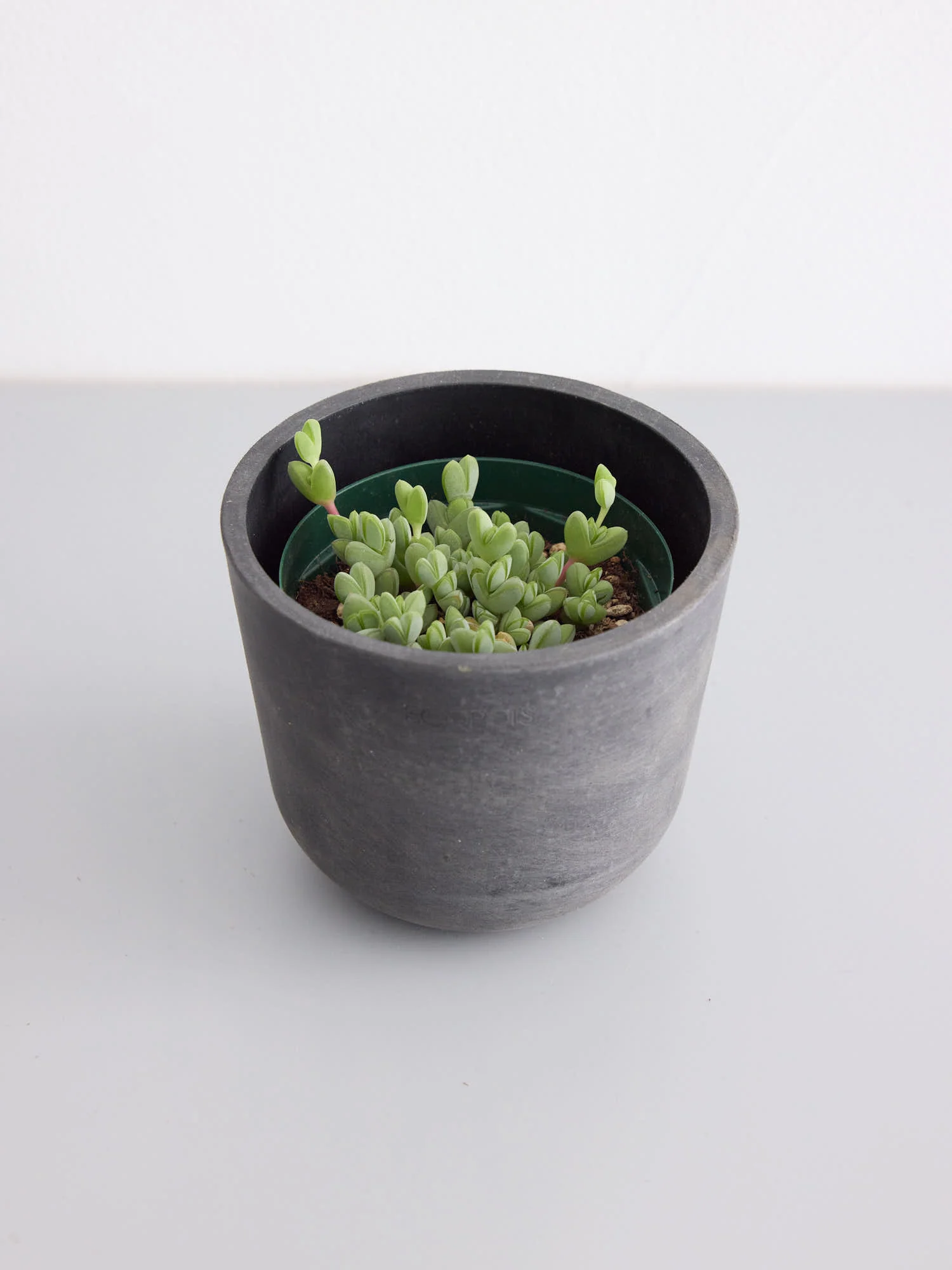 エキノス・碧魚蓮 Table-S - Image 10