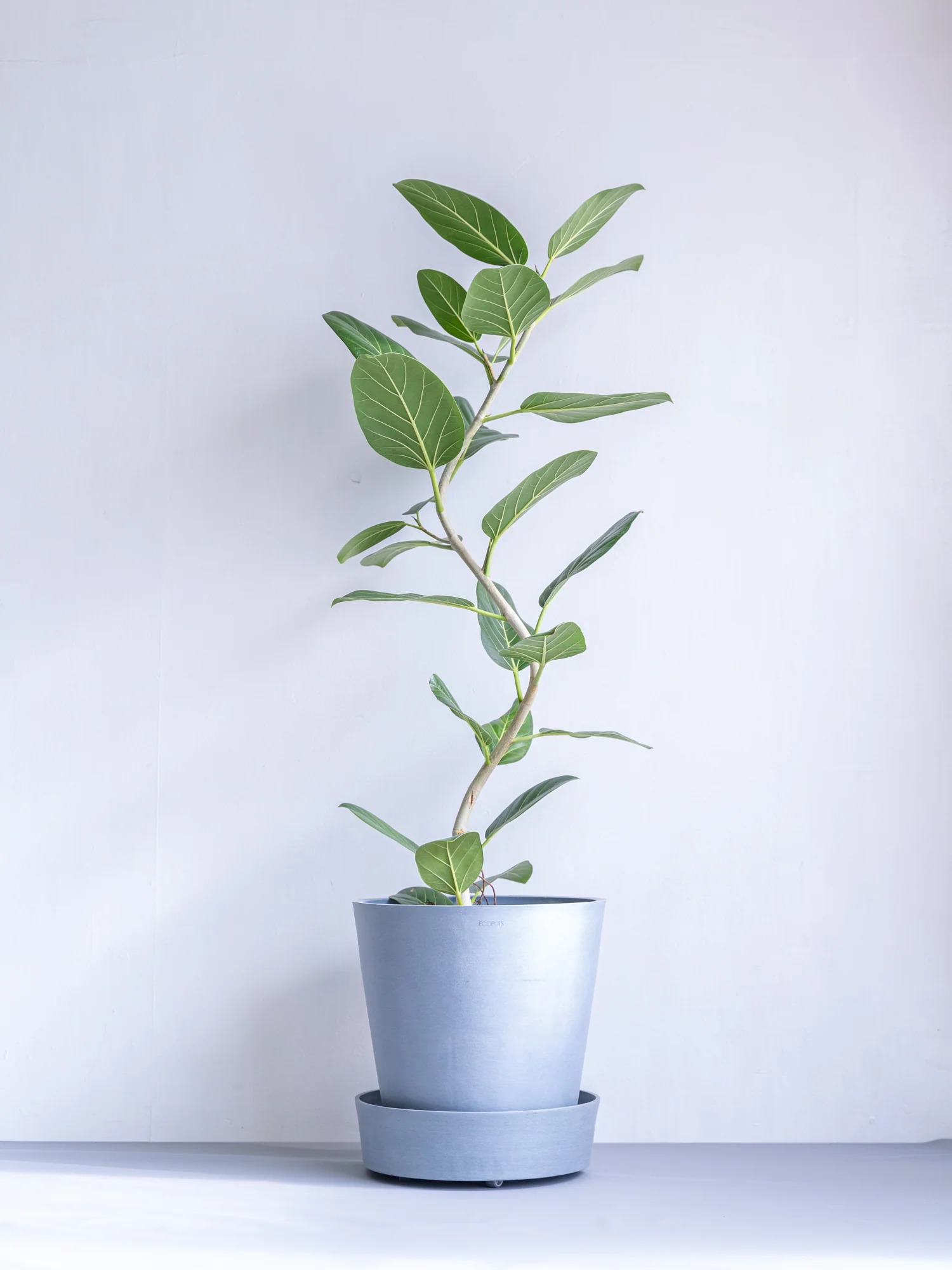 ECOPOTS キャスター付き鉢皿 L Amsterdam - Image 7