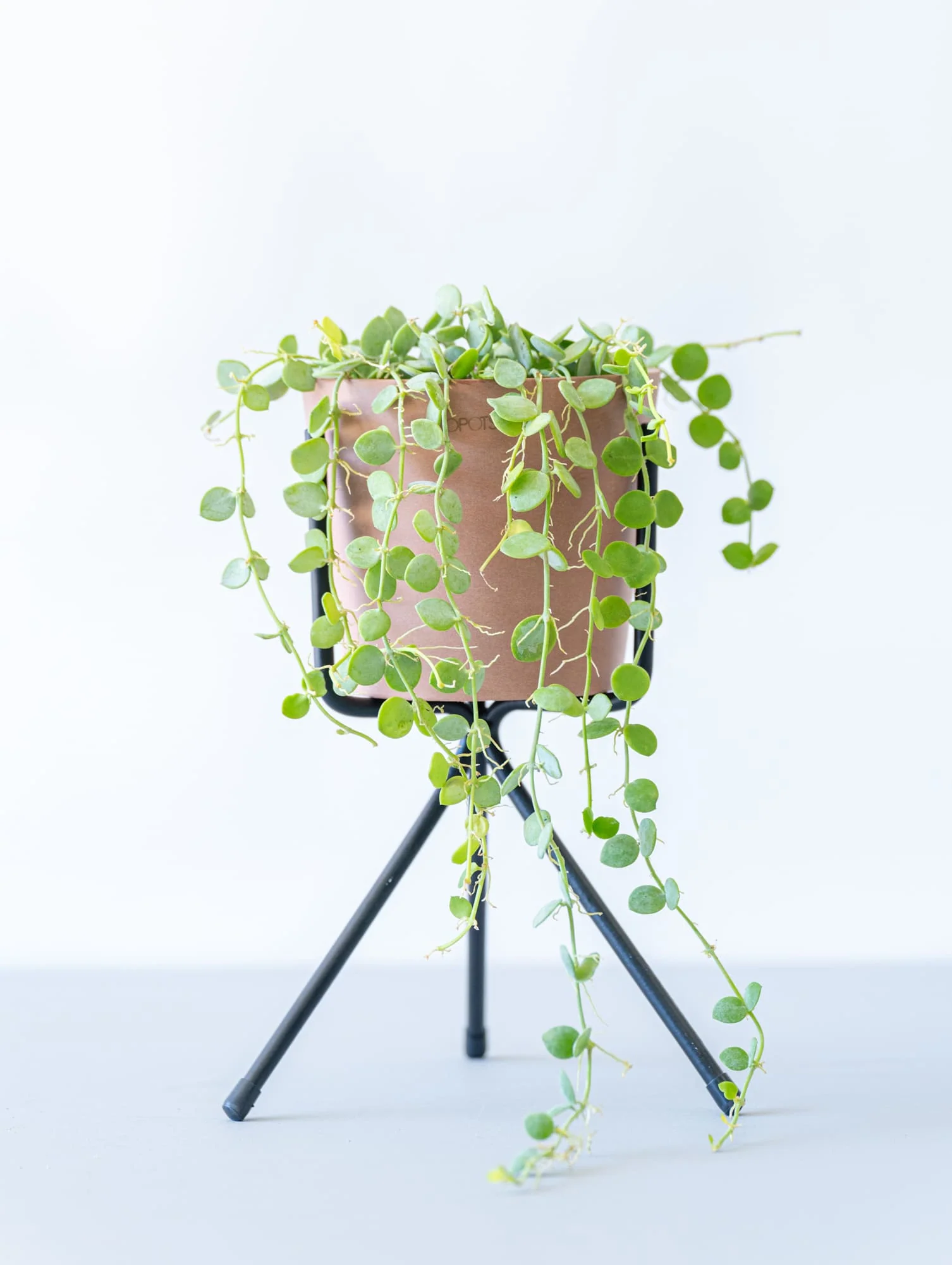 アイアンスタンド・Short - Black - （植物同時購入用） - Image 2