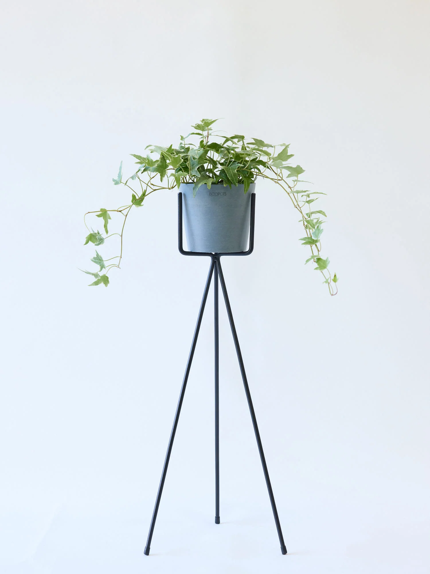 アイビー 斑入り(ヘデラ) Table-M - Image 7