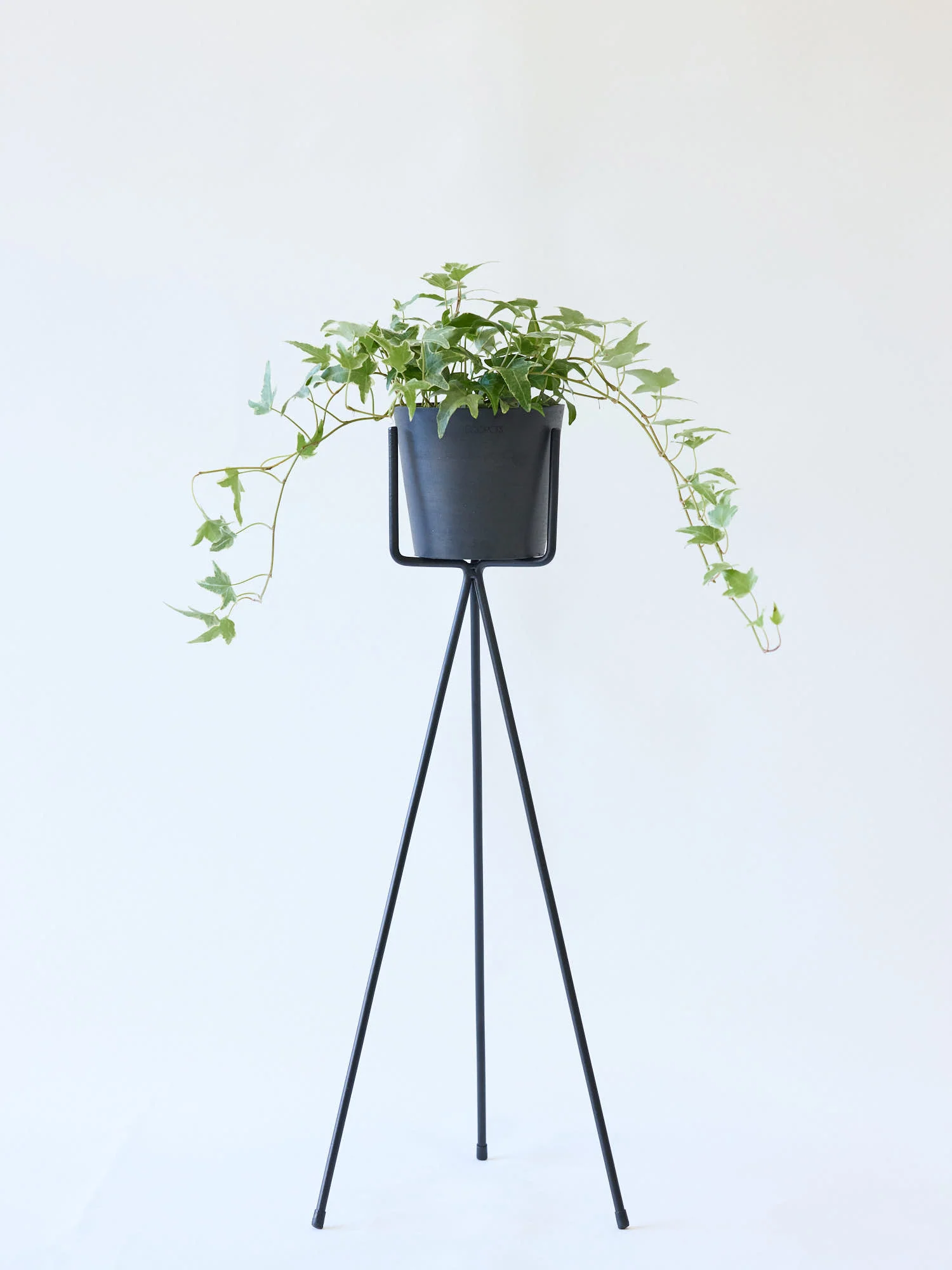 アイビー 斑入り(ヘデラ) Table-M - Image 9