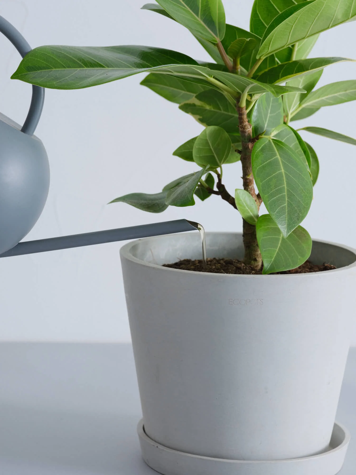 アンドプランツ 微生物の力で植物を元気にする水 - Image 5
