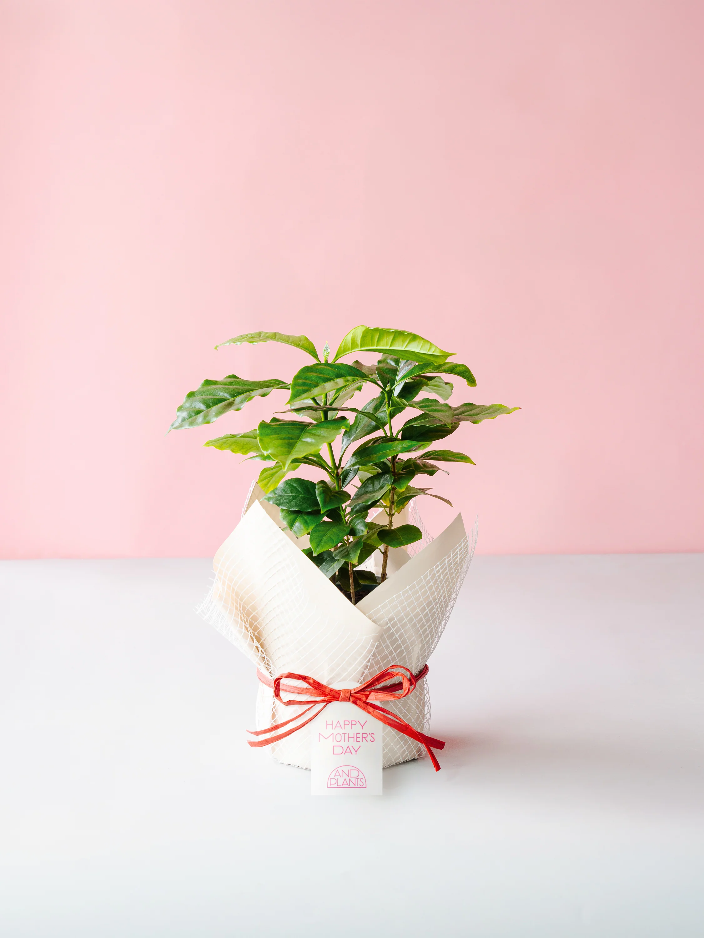 【母の日】コーヒーの木 Table-M + 椿屋珈琲3パック - Image 3