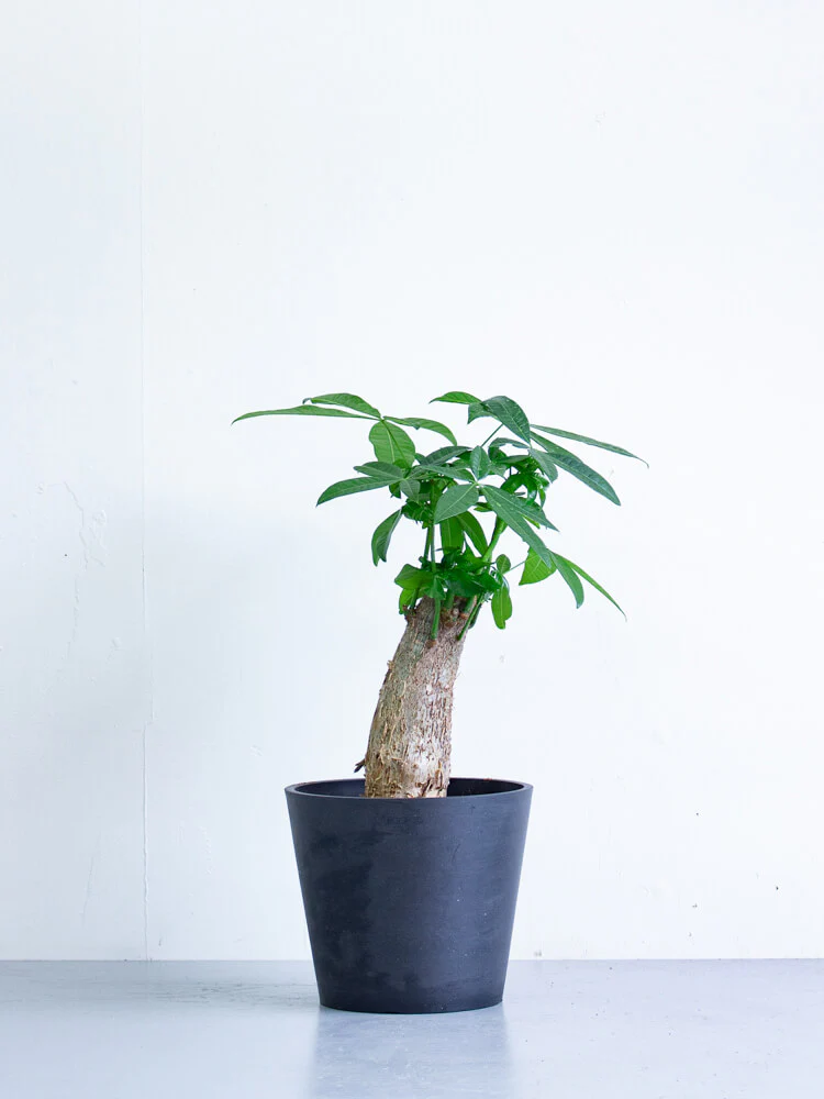 パキラ S - Image 14