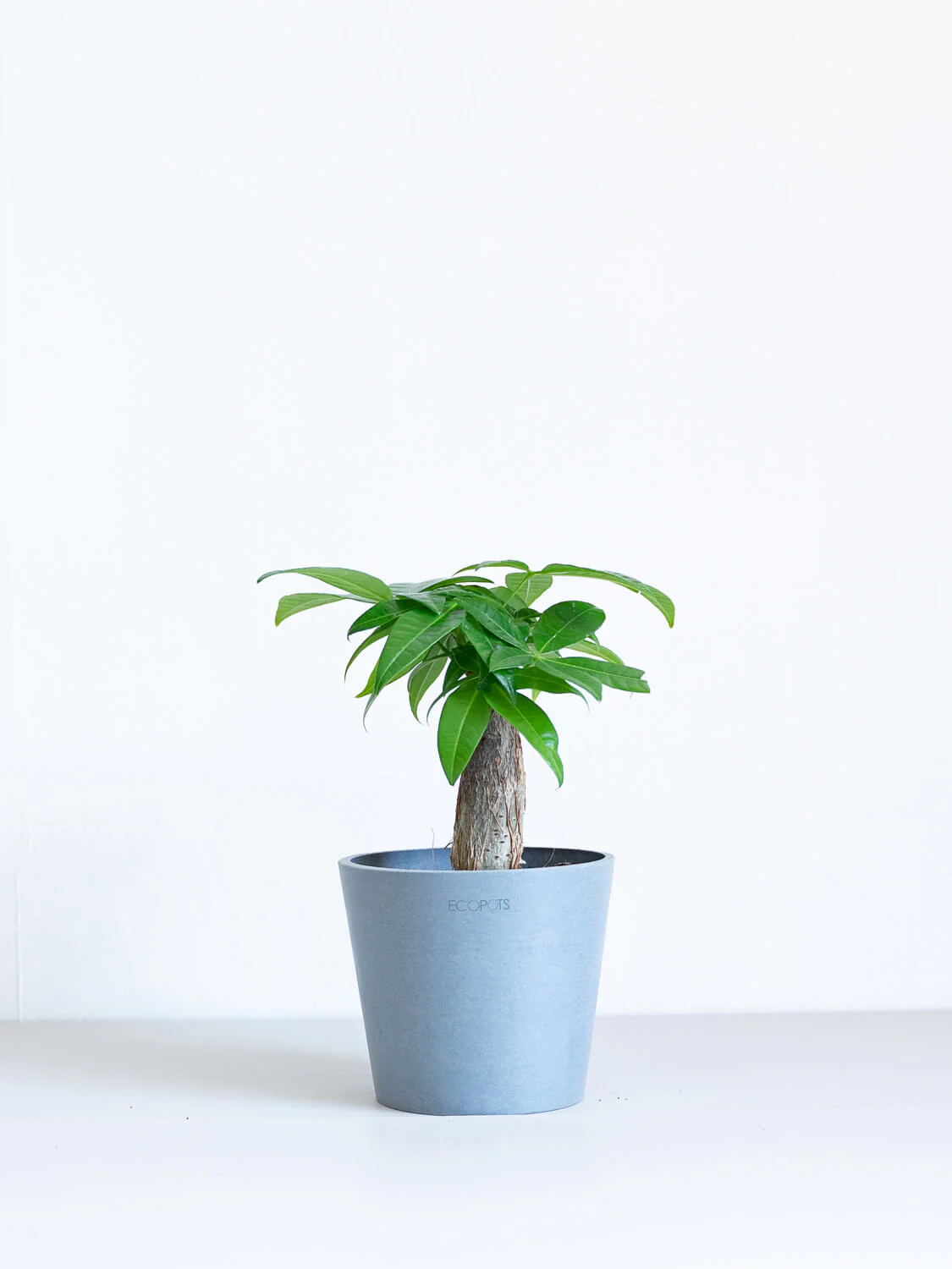 パキラ Table-M - Image 8