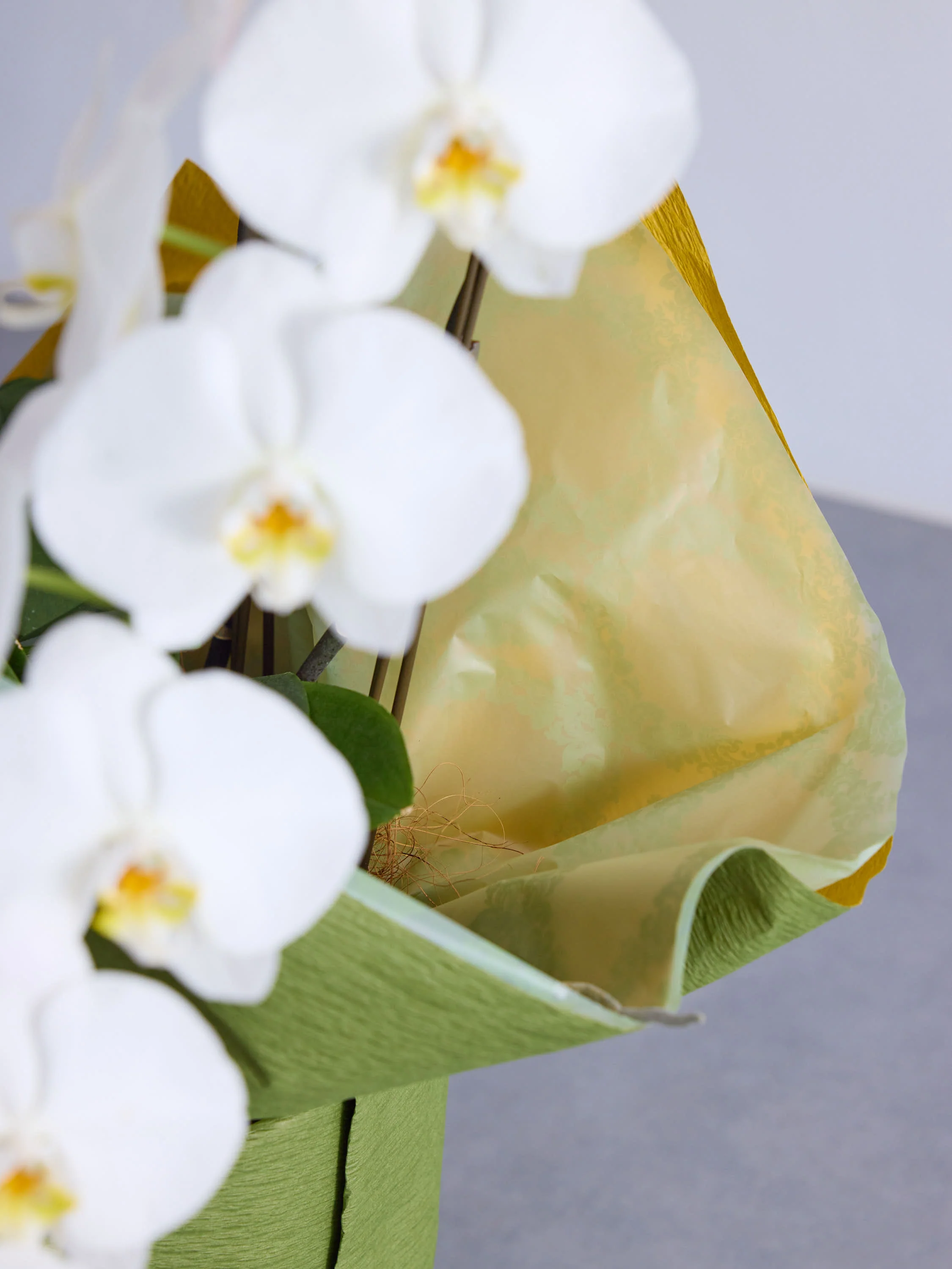 胡蝶蘭 3本立 33輪以上 -green- - Image 10
