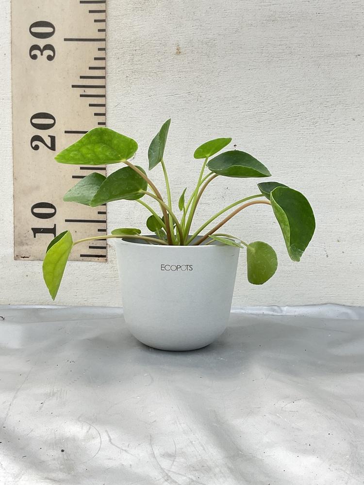 ピレア・ペペロミオイデス Table-S - Image 42