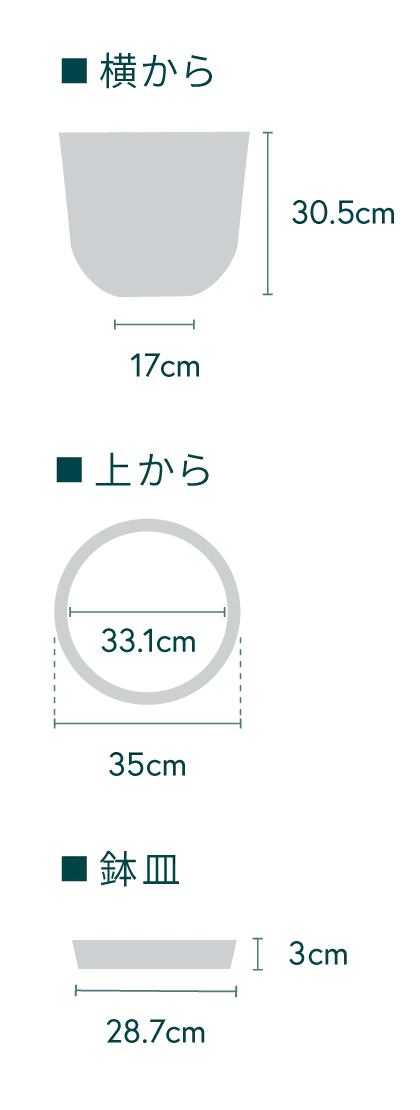 柱サボテン L - Image 14