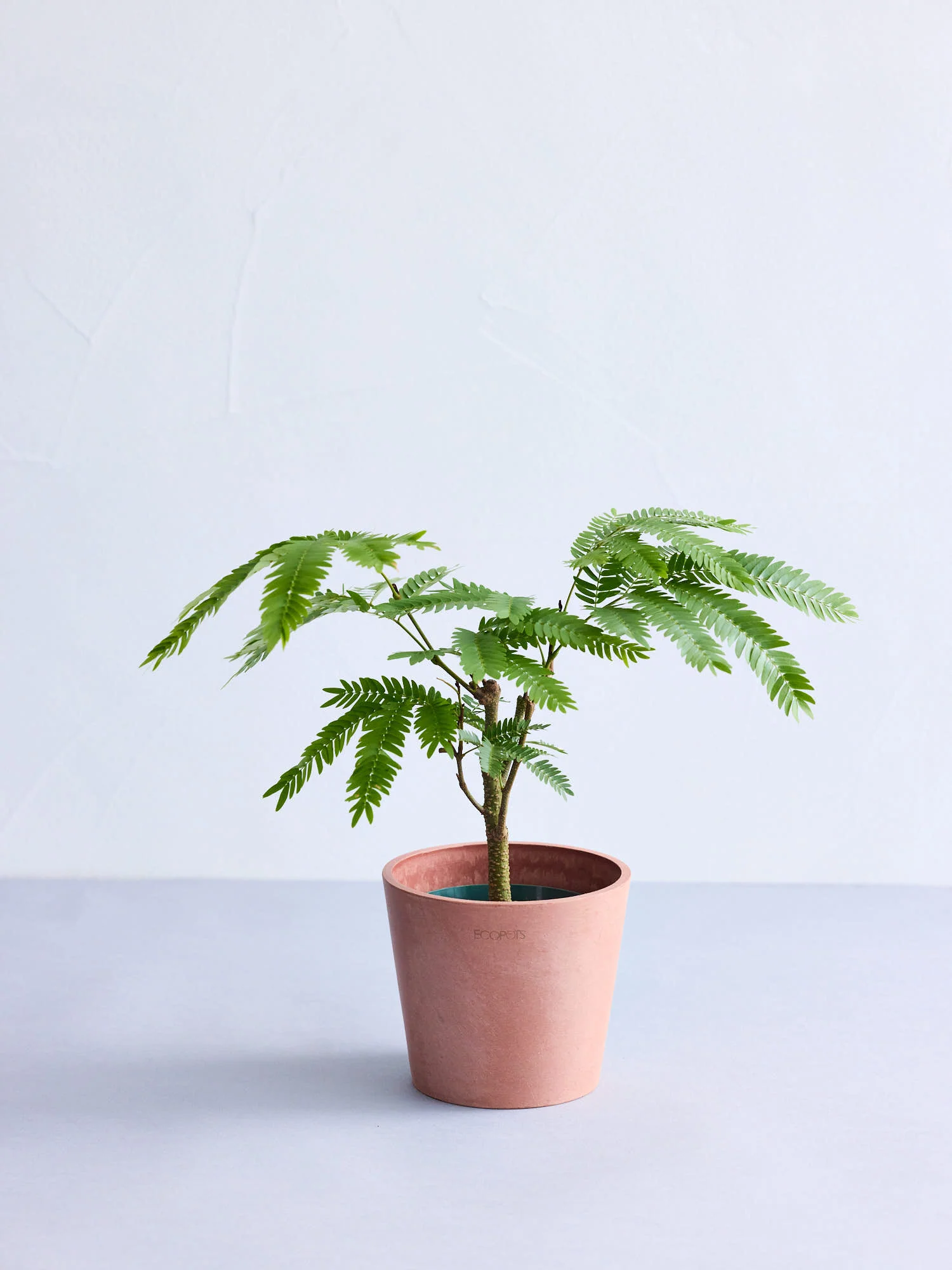 エバーフレッシュ Table-M - Image 5