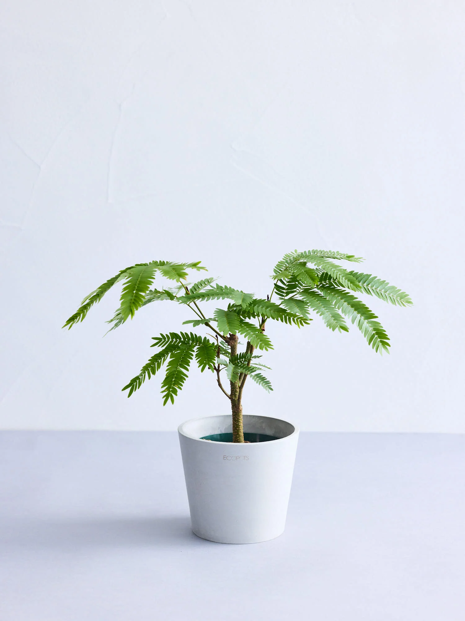 エバーフレッシュ Table-M - Image 6