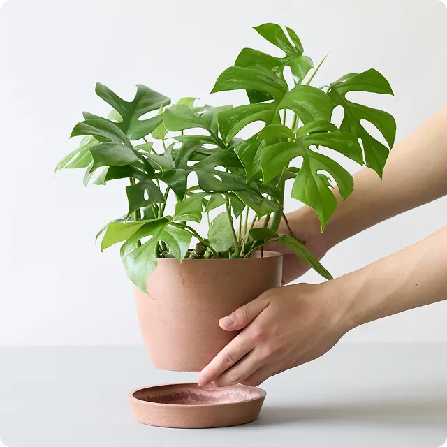 ヒメモンステラ Table-L - Image 46