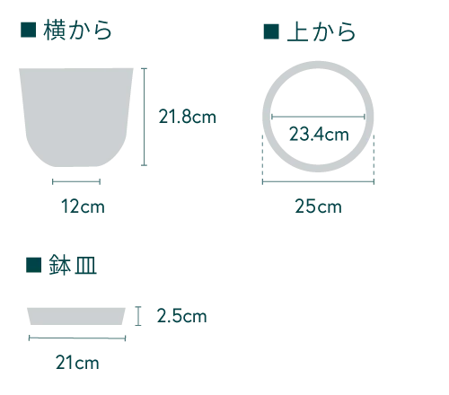 シェフレラ・ハッピーイエロー まがりM - Image 19