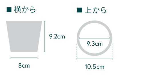 サンスベリア・ボンセレンシス Table-S - Image 17