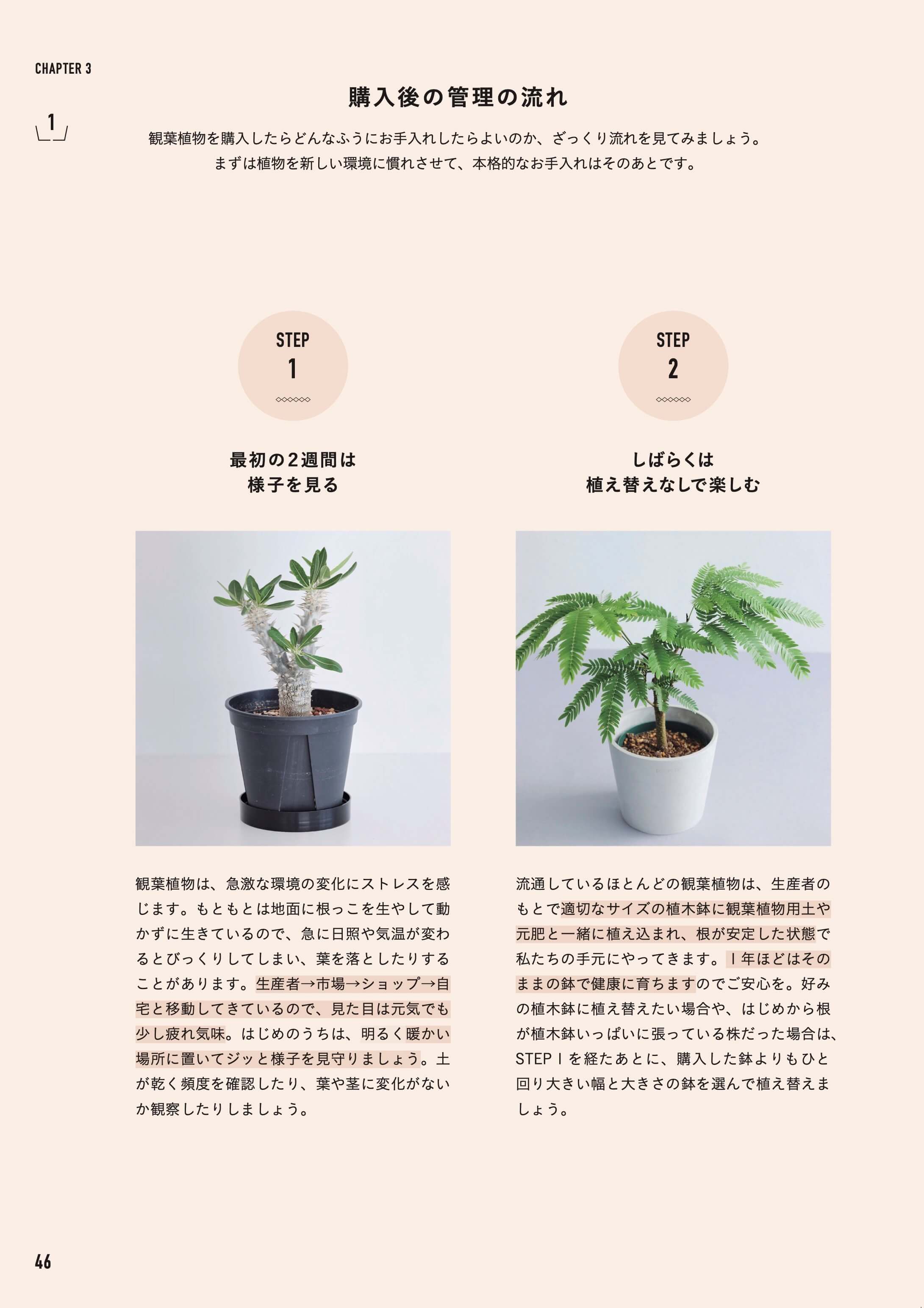 書籍「決定版  よくわかる観葉植物」 - Image 4
