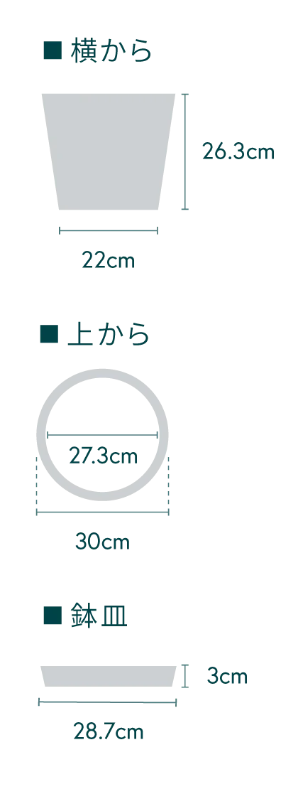 ユッカ・エレファンティペス L - Image 17